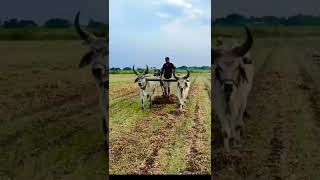 વઢીયારા બળદ ||VADHIYARA VASDA ||MORLA||SON_OF_FARMERS_07