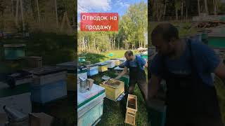 продажа пчел бакфаст карника #пчеловодство