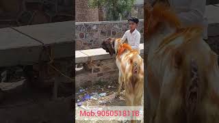 #totapuri #bakra #bakramandi #totapuribakri #trending #bitalbakri #viral #trendingshortsvideo