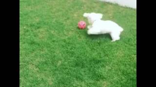 Puppy playing funny