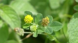 Lawns & Meadows: Hop Clover