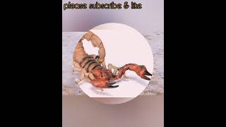 Scorpion AMAZING(4)