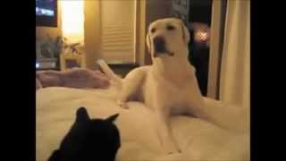 Funny dog and cat talking