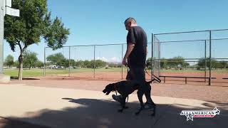 Puppy German Shorthair Pointer I GSP Training Phoenix I Off Leash Control I All-American K-9