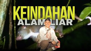 Malam Kliwon Pung Cerita, Ketemu Hewan Langka Yg Dilindungi #hunter  #berburudihutan  #malamhari