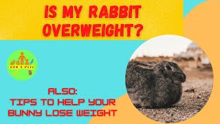 Is my Rabbit overweight? | How can I help my overweight rabbit lose weight?