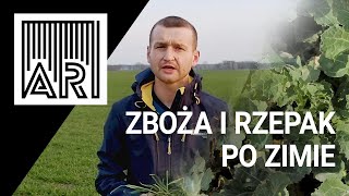 AR #83 || Jak się mają zboża i rzepak po zimie?