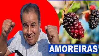 Amoreira Frutificando segunda quinzena de abril