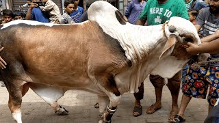 Bull Qurbani Video Eid 2nd day Eid ul adha 2024 BULL VIDEO | EID UL AZHA 2024 Bakra eid 2024