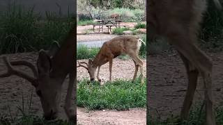 Where deer are not afraid of people. Wild animals of America