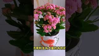 养花小知识  长寿花这样养，花大色艳。