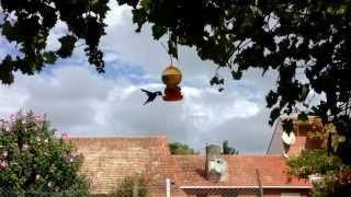 El colibrí y su bebedero en mi jardín :)