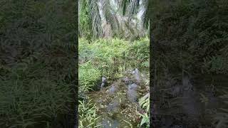 Kebun Banjir #videoshort #viral #kebun #gambut