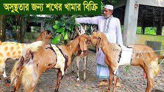 অসুস্থতার জন্য শখের খামার বিক্রি goat farm