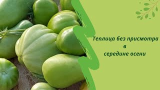 Теплица без присмотра в середине осени