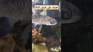 تعرف على قرش البالا 🦈 🦈 🦈