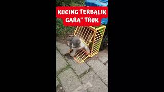 ANAK KUCING TERGULING DARI TRUK #shorts #kucing #cat #trending #trukoleng