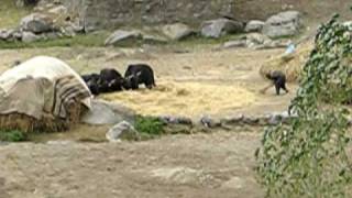 Rama Lake to Deosai - cattle winnowing hay