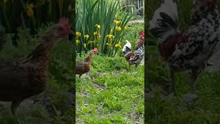 #chiken #zoo #home #farmer #shorts