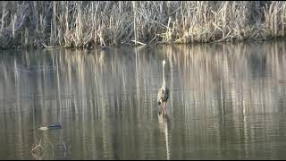 Spring 2021 Nature Renewal Owls, Eagles, Heron and Mallard Ducks