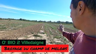 On nettoie le champ de melons, broyage et soulevage du paillage