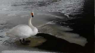 A Whooper Swan Using an Ice Raft as an Elevator