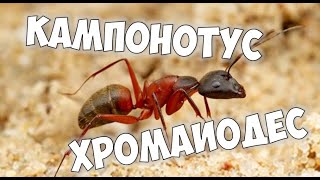 Кампонотус хромаиодес на панголине The Ants