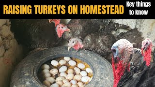 Farm Tour: Secrets to Turkey  Guinea pig Pigeons Chicken and Quail Farming