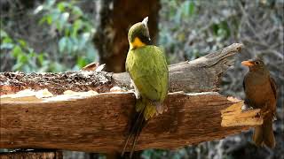 greater yellow naped woodpecker 5