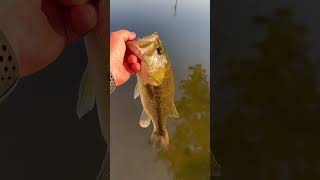 Released two beauties  #bassfishing #bass #fishing #fun #reels #fish #fyp #viral #shorts #reaction