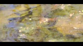 Frog tadpoles in a vernal pool.