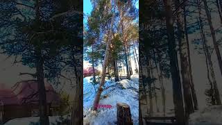 Валка сухаря #shortvideo #втренде #лес