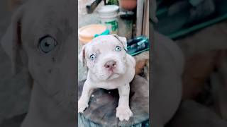 por que vocês não gosta de mim ?😭 #shorts #dogs #pitbull #bully #pet #viral #puppy #pitmonster #fyp