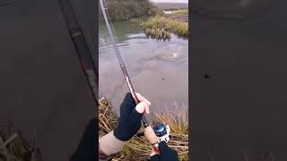 Spinning siluro, sta per esplodere la canna! #shorts#youtubeshorts#youtube#viral#viralvideo#fishing