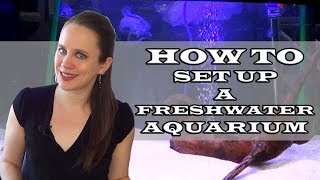 How to Set up a Freshwater Aquarium - Beginner's Guide