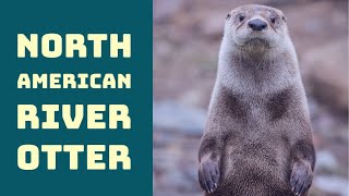 Dive Into the World of North American River Otters