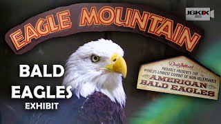 Dollywood Eagles