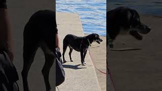 Labrador enjoys the seawall