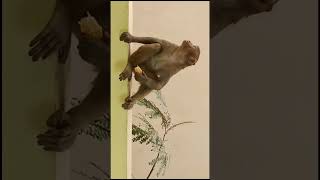 Feeding Monkey part 4 #monkey #feeding  ##experimen #nature  #lovebirds #birdslover #shorts_video