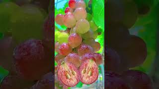 #cutebaby #grapes #satisfying #lucu #meme #fyp #shortvideo