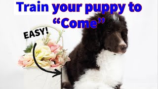 How to Train Your Puppy To Come - Puppy Culture - Clicker Training