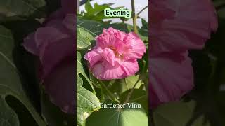 Colour Changing Rose l Morning Evening Beauty l White Pink Flower l Gardener Vinu