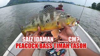 Berpuluh Ekor Peacock Bass Mengganas Di Empangan Timah Tasoh