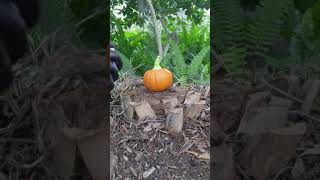 Bob-omb Pumpkin