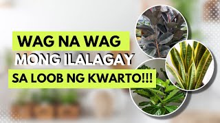 MGA HALAMANG HINDI PALA DAPAT NILALAGAY SA LOOB NG KWARTO!