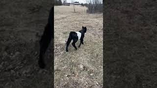 Baby beltie in pasture