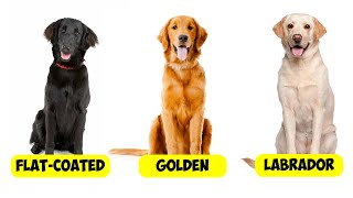 RETRIEVER TYPES - 6 TYPES OF RETRIEVERS