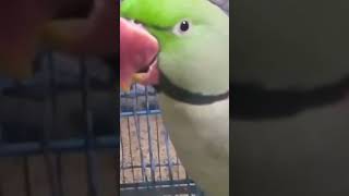 Mian mithu talking parrot #mithu