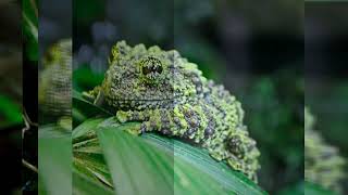 Mossy Frog: Rainforest Mimics