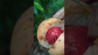 I Grew Nutmeg and Rambutan in My Backyard #gardenvlog #gardentour #homegarden #gardening #mygarden